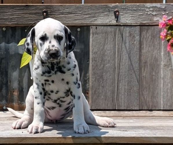 Medium Photo #51 Dalmatian Puppy For Sale in GOSHEN, IN, USA
