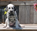 Small Photo #51 Dalmatian Puppy For Sale in GOSHEN, IN, USA