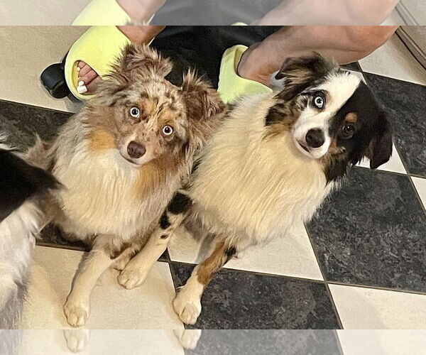Medium Photo #2 Australian Shepherd Puppy For Sale in Staten Island, NY, USA