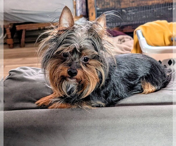 Medium Photo #4 Mutt Puppy For Sale in St. Louis Park, MN, USA