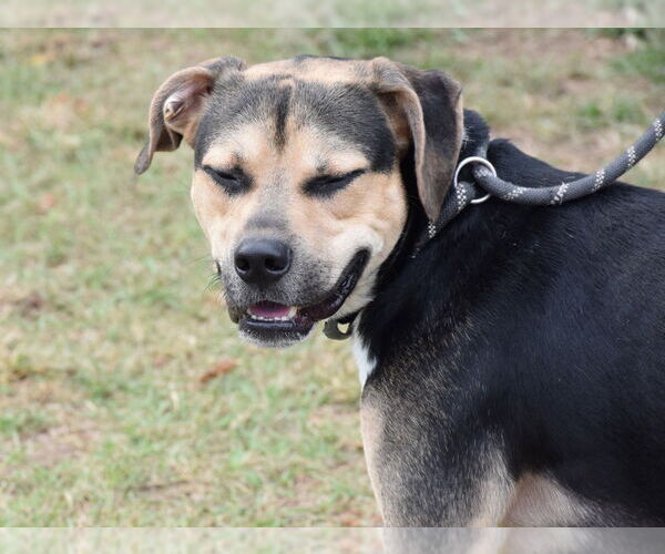 Medium Photo #8 Mutt Puppy For Sale in Anniston, AL, USA