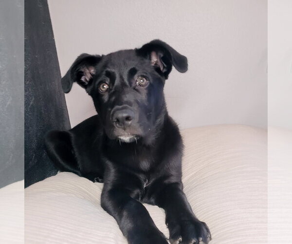 Medium Photo #1 Labrador Retriever-Unknown Mix Puppy For Sale in Bellevue, WA, USA
