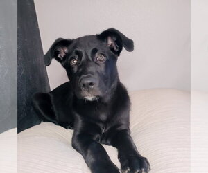 Labrador Retriever-Unknown Mix Dogs for adoption in Bellevue, WA, USA