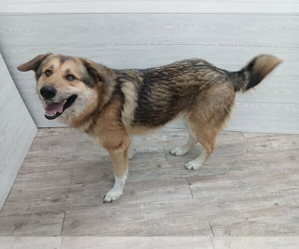 Medium Photo #16 German Shepherd Dog Puppy For Sale in Murfreesboro, NC, USA