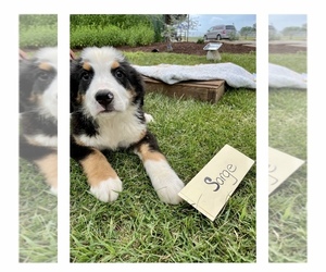 Bernese Mountain Dog Puppy for sale in GRABILL, IN, USA