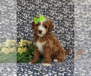 Poodle (Miniature) Puppy for sale in KIRKWOOD, PA, USA