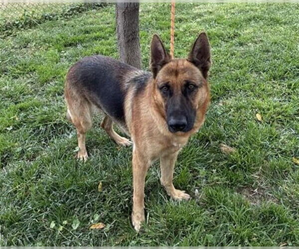 Medium Photo #2 German Shepherd Dog Puppy For Sale in Modesto, CA, USA