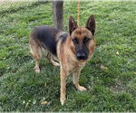Small #1 German Shepherd Dog
