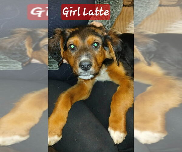 Medium Photo #1 German Shepherd Dog-Unknown Mix Puppy For Sale in Aurora, IN, USA