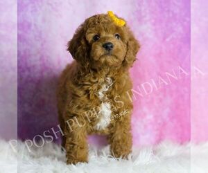 Goldendoodle (Miniature) Puppy for sale in WARSAW, IN, USA