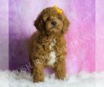 Small Goldendoodle (Miniature)