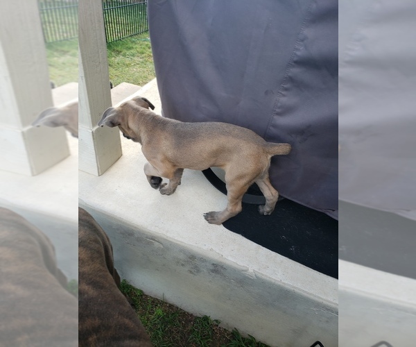 Medium Photo #5 Cane Corso Puppy For Sale in HUTTO, TX, USA
