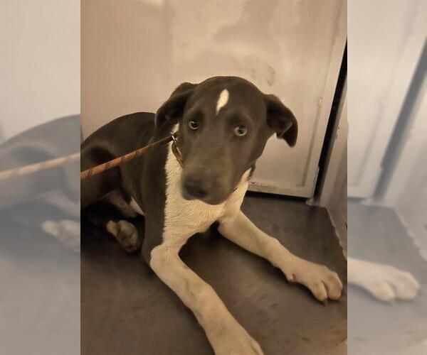 Medium Photo #1 Mutt Puppy For Sale in Stockton, CA, USA