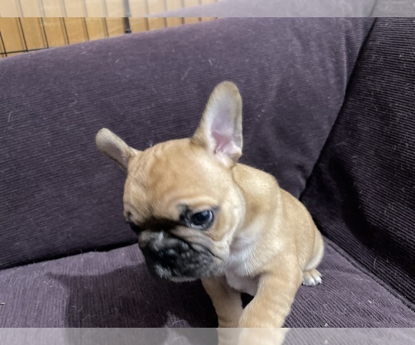 Medium Photo #8 Faux Frenchbo Bulldog Puppy For Sale in HOODSPORT, WA, USA