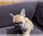 Small #7 Faux Frenchbo Bulldog