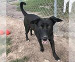 Small #1 Labrador Retriever Mix