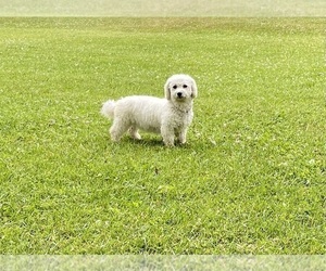 Mother of the Bichon Frise puppies born on 06/29/2026