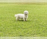 Small Photo #1 Bichon Frise Puppy For Sale in MOUNT PLEASANT, MI, USA