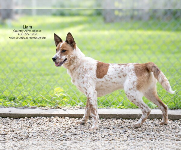 Medium Photo #4 Mutt Puppy For Sale in Manchester, MO, USA