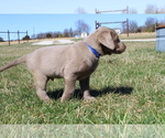 Small Photo #6 Labrador Retriever Puppy For Sale in MARSHFIELD, MO, USA