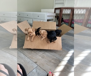 Yorkshire Terrier Puppy for sale in PARRISH, FL, USA