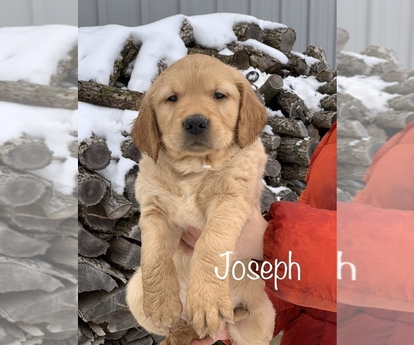 Medium Photo #1 Golden Retriever Puppy For Sale in LE ROY, MN, USA