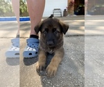 Small Photo #5 German Shepherd Dog Puppy For Sale in GRAND ISLAND, FL, USA