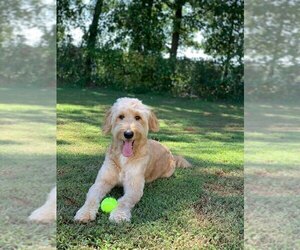 Mother of the Goldendoodle puppies born on 02/05/2021