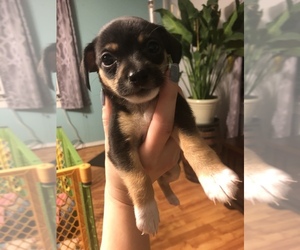 Chiweenie-Dachshund Mix Puppy for sale in BECKLEY, WV, USA