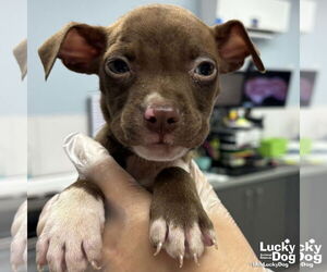 Labrador Retriever-Retriever Mix Dogs for adoption in Washington, DC, USA