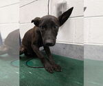 Small American Pit Bull Terrier-German Shepherd Dog Mix