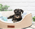 Small #7 Schnauzer (Miniature)