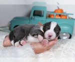 Small #3 Border Collie