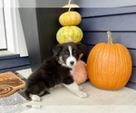 Small #2 Australian Shepherd