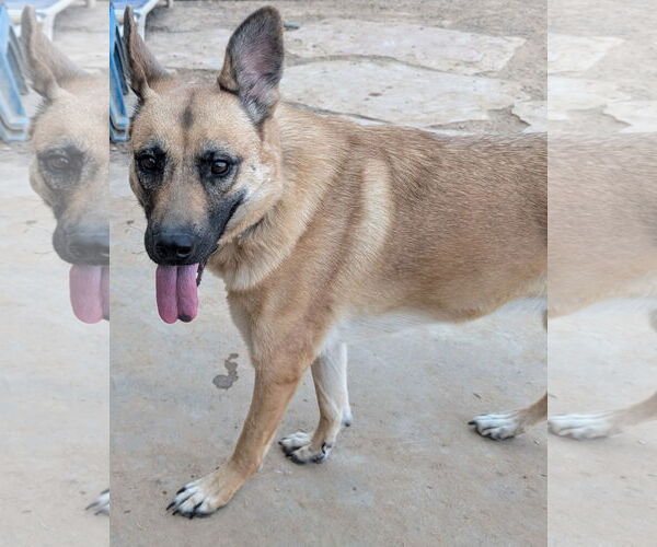 Medium Photo #2 Mutt Puppy For Sale in Pena Blanca, NM, USA