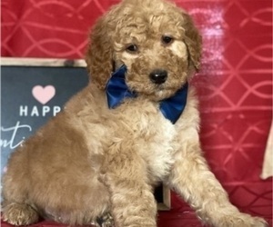 Goldendoodle Puppy for sale in LANCASTER, PA, USA