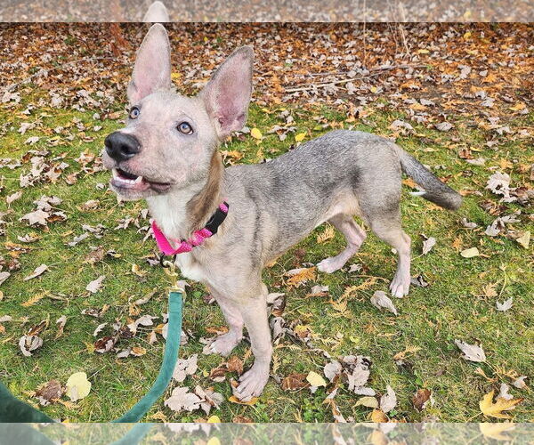 Medium Photo #3 German Shepherd Dog-Unknown Mix Puppy For Sale in New London, WI, USA