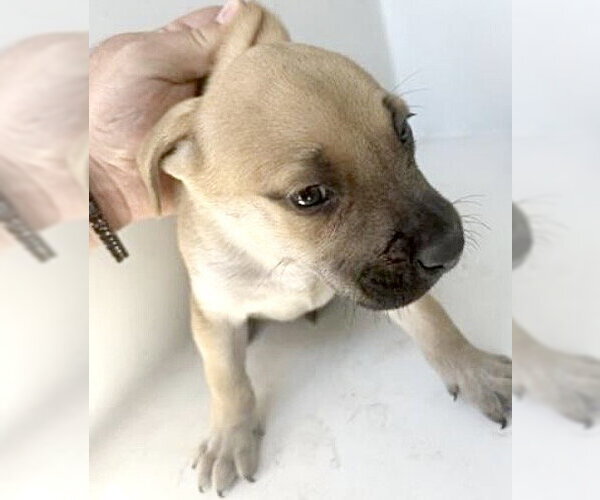 Medium Photo #1 Mutt Puppy For Sale in Houston, TX, USA