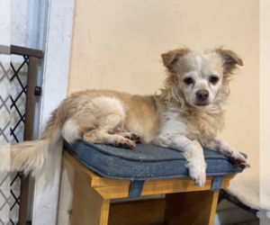 Dachshund-Unknown Mix Dogs for adoption in Weston, FL, USA