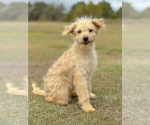 Mutt Dogs for adoption in PIPE CREEK, TX, USA