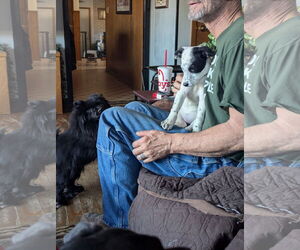 Mutt Dogs for adoption in Cottage Grove, MN, USA