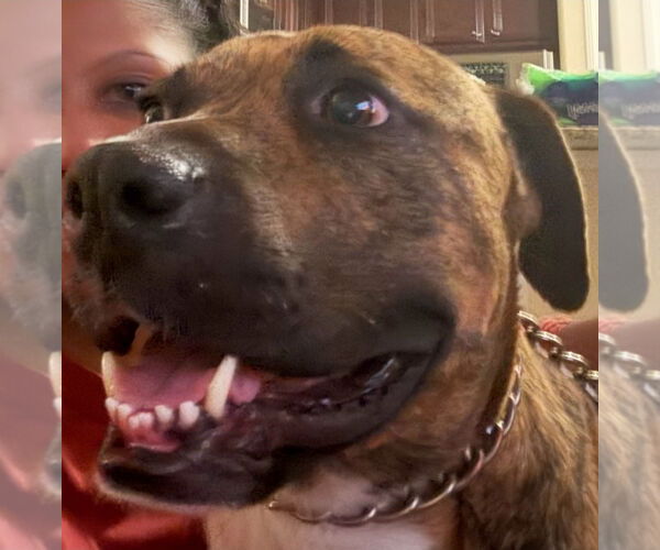 Medium Photo #3 American Staffordshire Terrier-Mastiff Mix Puppy For Sale in Chester, VA, USA