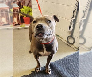 Mutt Dogs for adoption in San Bernardino, CA, USA
