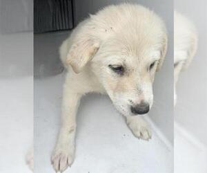 Great Pyrenees Dogs for adoption in Houston, TX, USA
