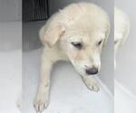 Small Great Pyrenees