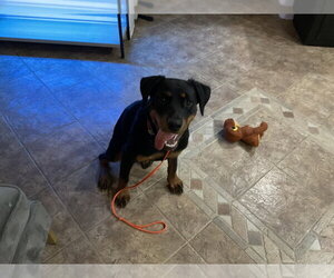 Rottweiler Dogs for adoption in Gilbert, AZ, USA