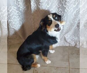 Father of the Australian Shepherd puppies born on 06/07/2025