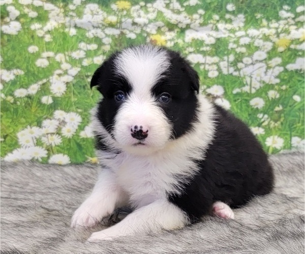 Medium Photo #4 Border Collie Puppy For Sale in BLAKESBURG, IA, USA