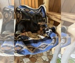 Small Doberman Pinscher