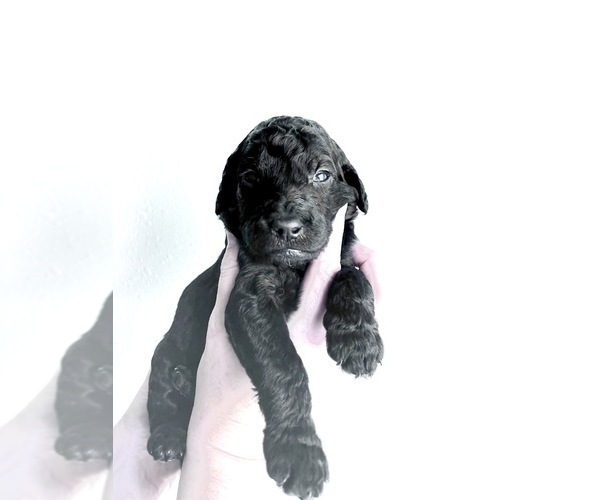 Medium Photo #4 Goldendoodle (Miniature) Puppy For Sale in JENKS, OK, USA